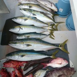 エンペラー 釣果