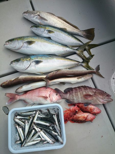 エンペラー 釣果