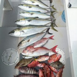 エンペラー 釣果