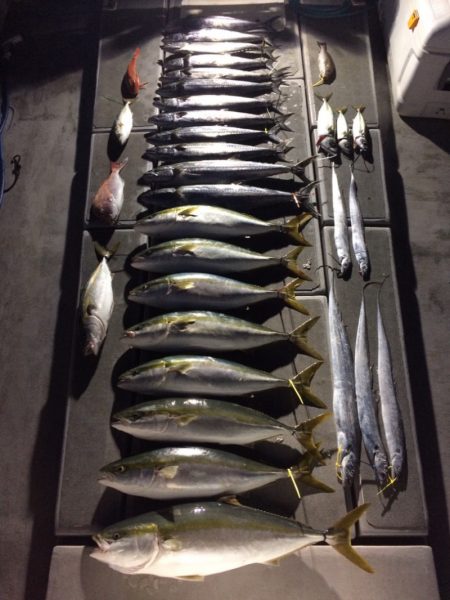 SeaRide(シーライド) 釣果