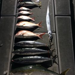 SeaRide(シーライド) 釣果