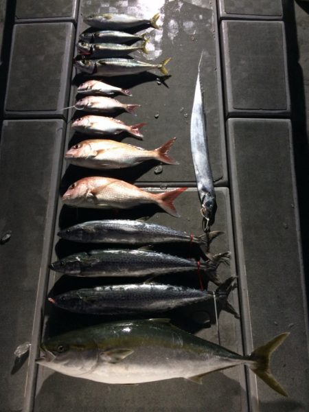 SeaRide(シーライド) 釣果