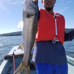 アマテラス 釣果