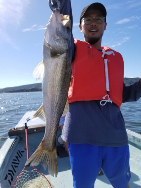 アマテラス 釣果