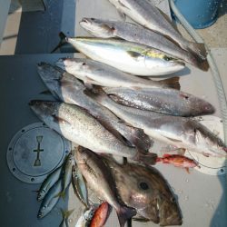 エンペラー 釣果