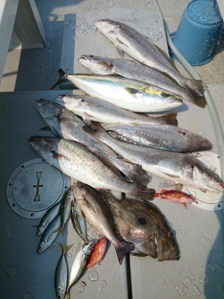 エンペラー 釣果