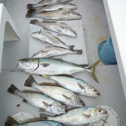 エンペラー 釣果