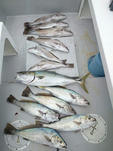 エンペラー 釣果