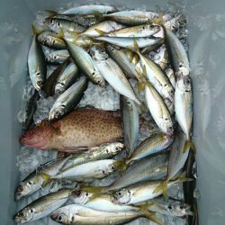 エンペラー 釣果