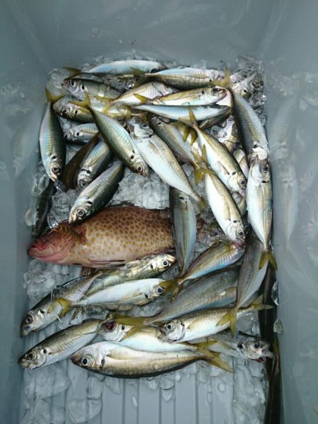 エンペラー 釣果