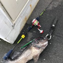 シーランチ 釣果