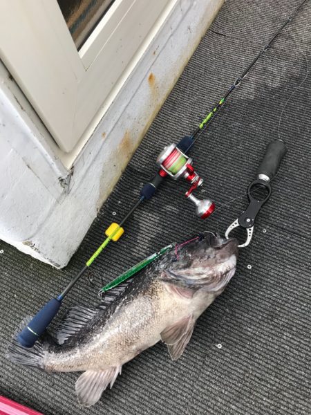 シーランチ 釣果