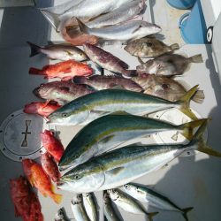 エンペラー 釣果