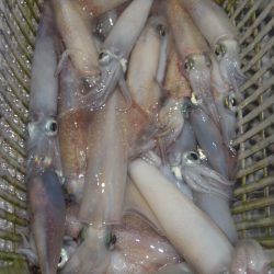 渡船屋たにぐち 釣果