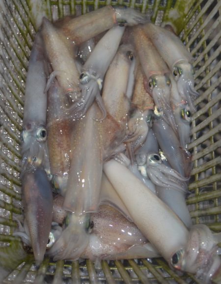 渡船屋たにぐち 釣果