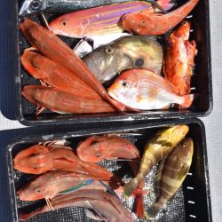 渡船屋たにぐち 釣果