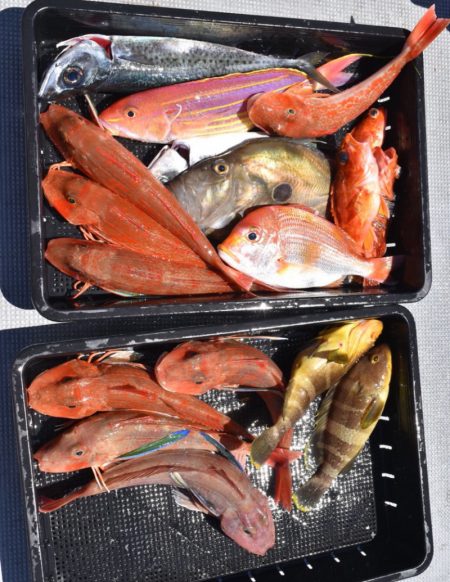 渡船屋たにぐち 釣果