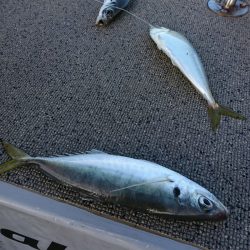 ブルースフィッシングサービス 釣果