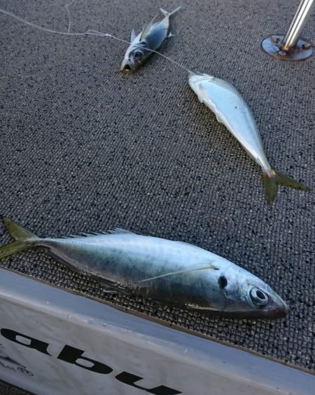 ブルースフィッシングサービス 釣果