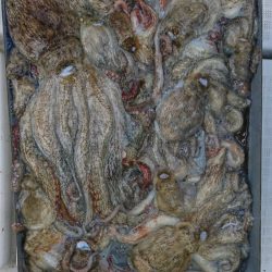 遊漁船 家入 釣果