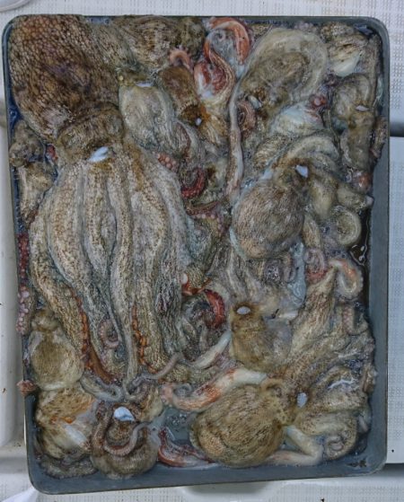 遊漁船 家入 釣果