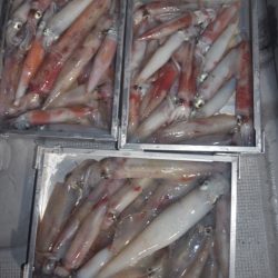 渡船屋たにぐち 釣果