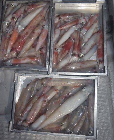 渡船屋たにぐち 釣果