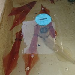 遊漁船 家入 釣果