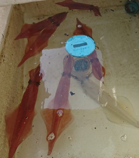 遊漁船 家入 釣果