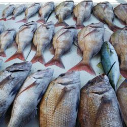 タイラバ遊漁船 ワンピース 釣果