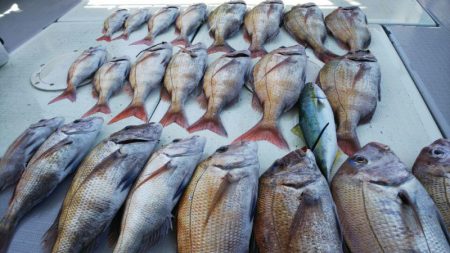 タイラバ遊漁船 ワンピース 釣果