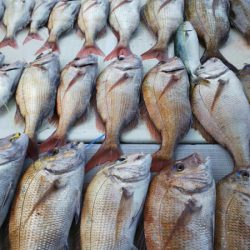 タイラバ遊漁船 ワンピース 釣果