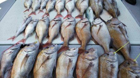 タイラバ遊漁船 ワンピース 釣果