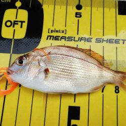 タイラバ遊漁船 ワンピース 釣果