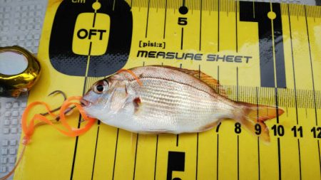 タイラバ遊漁船 ワンピース 釣果