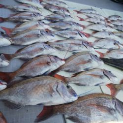 タイラバ遊漁船 ワンピース 釣果