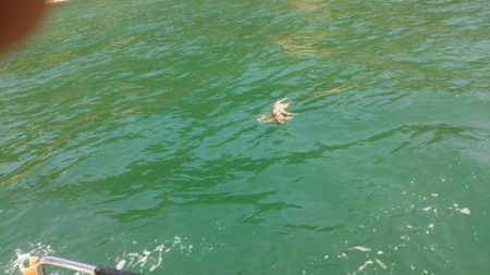 タイラバ遊漁船 ワンピース 釣果