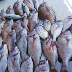 タイラバ遊漁船 ワンピース 釣果