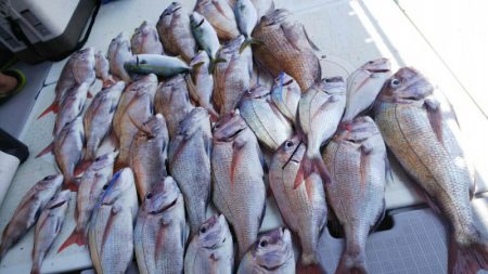 タイラバ遊漁船 ワンピース 釣果