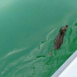 タイラバ遊漁船 ワンピース 釣果