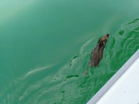 タイラバ遊漁船 ワンピース 釣果