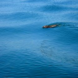 タイラバ遊漁船 ワンピース 釣果