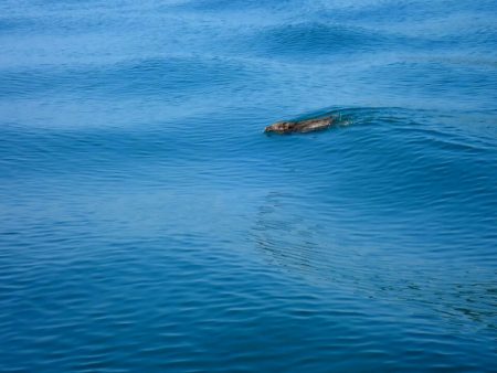 タイラバ遊漁船 ワンピース 釣果