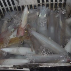 渡船屋たにぐち 釣果