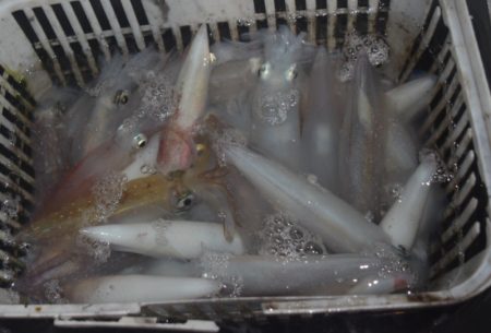 渡船屋たにぐち 釣果