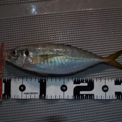 Chase（チェイス） 釣果