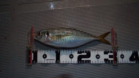 Chase（チェイス） 釣果