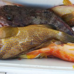 第二龍勢丸 釣果