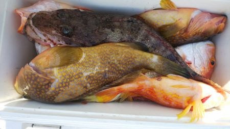 第二龍勢丸 釣果