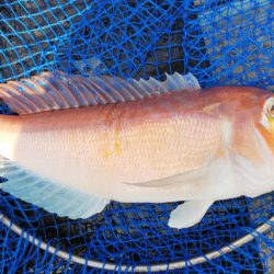 第二龍勢丸 釣果